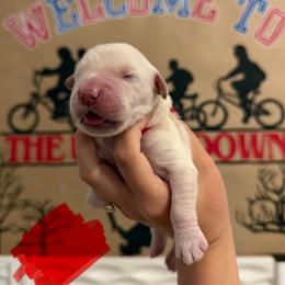 Vecna - Golden male Golden Retriever puppy in Duncan, South Carolina from Glimmer Goldens