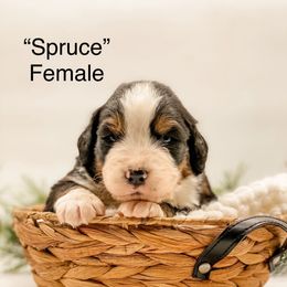 Spruce (White Collar) - Black rust and white female Bernese Mountain Dog puppy in Hudson, Indiana from TurkeyCreek-K9