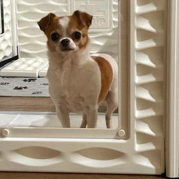 Ruby - Chihuahua