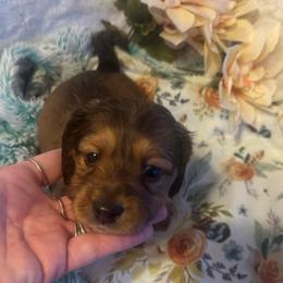 Rusty - Sable male Dachshund puppy in Saint Peter, Illinois from Ashton’s Doxies of Southern IL