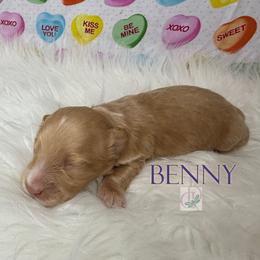 Benny - Dapple male Dachshund puppy in Waseca, Minnesota from Dragonfly Doxies