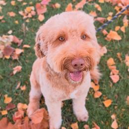 Chevy - Goldendoodle