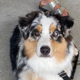 Australian Shepherd Puppies from FoxRest Australian Shepherds