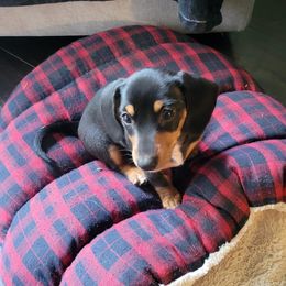 Dachshunds from Sonya's Dachshunds