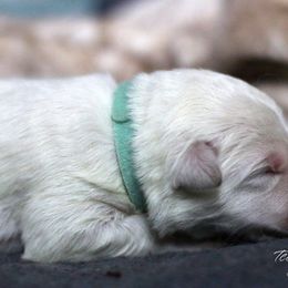 Berger Blanc Suisse Puppies from Nasha Comanda White Swiss Shepherds