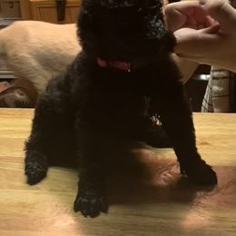 Girl 1 - Black Poodle puppy in Onalaska, Washington from Dusty Rose Standard Poodles