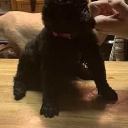 Girl 1 - Black Poodle puppy in Onalaska, Washington from Dusty Rose Standard Poodles