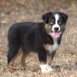 BO PEEP - Black tri female Miniature Australian Shepherd puppy in Scroggins, Texas from MAC's Cirkles 8 Aussies