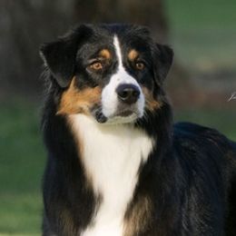 Australian Shepherds from Sunset Rose Aussies