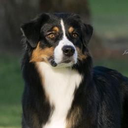 Australian Shepherds from Sunset Rose Aussies