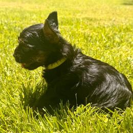 Light green collar - Black and tan male Yorkshire Terrier puppy in Dallas, North Carolina from Yorkie Fever