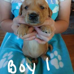 Boy 1 - Dark golden male Golden Retriever puppy in Lanesboro, Minnesota from Eagle Ridge Golden Retrievers