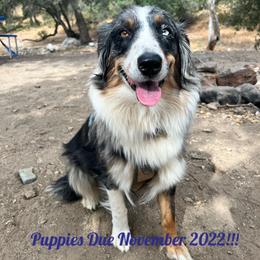 Ollie - Australian Shepherd