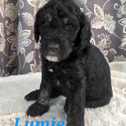 Lumen (Lumie) - Phantom female Poodle puppy in New York from Powder Puff Poodles