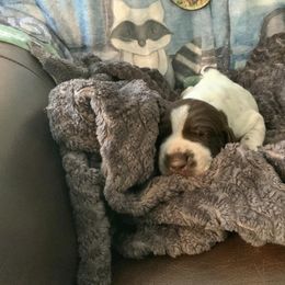 Boy 2 - Liver and white German Shorthaired Pointer puppy in Edgecomb, Maine from Ocean Point Kennels