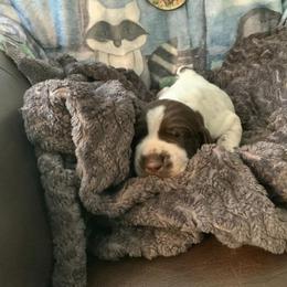 Boy 2 - Liver and white German Shorthaired Pointer puppy in Edgecomb, Maine from Ocean Point Kennels