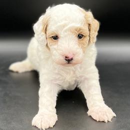 River - Parti female Goldendoodle puppy in Millersburg, Ohio from Ohio Puppy Paws