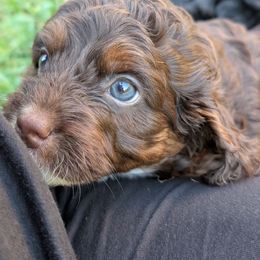 Milk Chocolate - Chocolate female Cavapoo puppy in Coshocton, Ohio from Forever Family Puppies