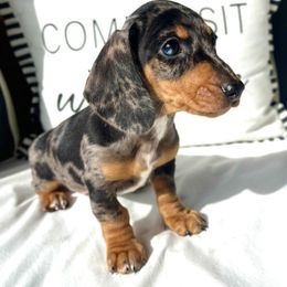 Dachshund Puppies from Weenie Bros