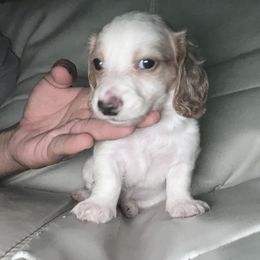 Biscuit - Cream male Dachshund puppy in Lakeland Village, California from CA_Dachshunds