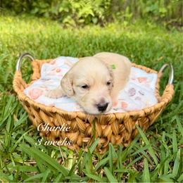 Charlie - Cream male Dachshund puppy in Ormond Beach, Florida from Meadow Ridge Dachshunds
