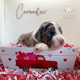 Aussiedoodle and Double Doodle Puppies from Delmarva Regal Doodles