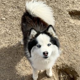 Henry - Pomsky