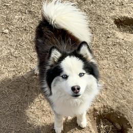 Henry - Pomsky