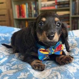 Rook - Black and cream male Dachshund puppy in Duncanville, Alabama from Bear Creek Dachshunds