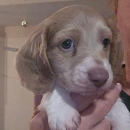 Isabella based cream dapple piebald - Fawn (Isabella) male Dachshund puppy in Port Charlotte, Florida from Vicki's Dachshund Crossing