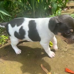Tulip - Blue white and tan Rat Terrier puppy in Haiku, Hawaii from Haiku Rat Terriers