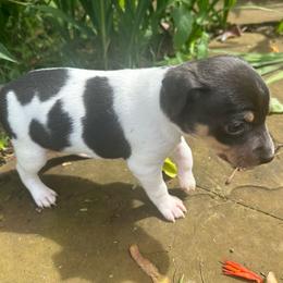 Tulip - Blue white and tan Rat Terrier puppy in Haiku, Hawaii from Haiku Rat Terriers