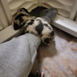 Australian Shepherd Puppies from Summit Australian Shepherds