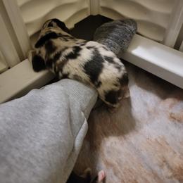 Australian Shepherd Puppies from Summit Australian Shepherds