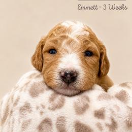 Emmett - Apricot male Goldendoodle puppy in Lake Charles, Louisiana from Perfect Fit Poodles & Doodles