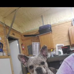 Bean - French Bulldog