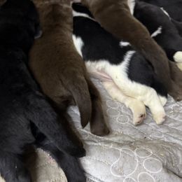 Newfoundland puppies from Bluegrass River Newfoundlands