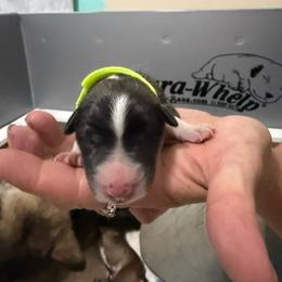Girl 2 - female Native American Indian Dog puppy in Granby, Colorado from Turtle Island NAIDs