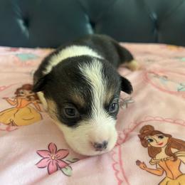 Poppy - White and black female Pembroke Welsh Corgi puppy in New Waverly, Texas from Corgie & Cream Paradise