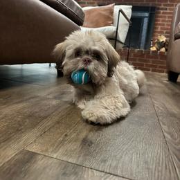 Deniro - Gold male Shih Tzu puppy in Rockmart, Georgia from Sonya Garrett