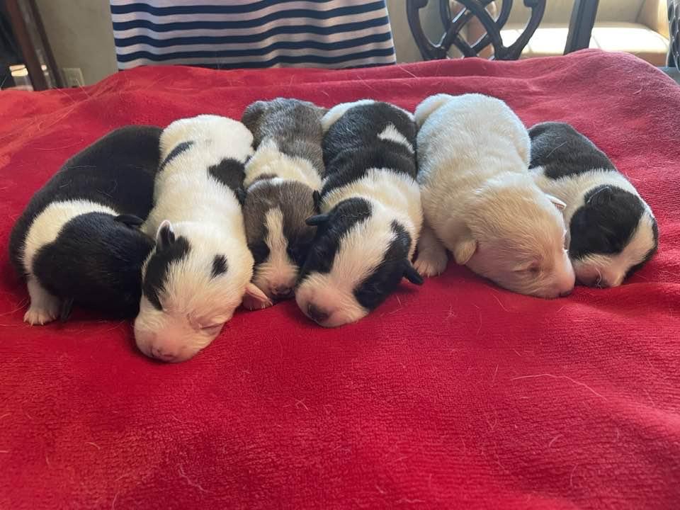 Linda Clark's Canaan Dogs in Oklahoma | Canaan Dog puppies | Good Dog