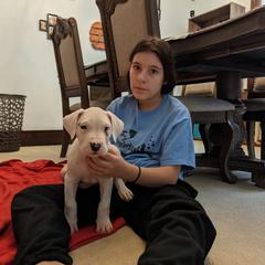 Dogo Argentino Puppies from De la Fuerza de Dios