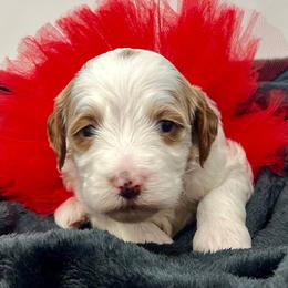 Red Female - Parti female Goldendoodle puppy in Great Falls, Montana from Montana Goldendoodles