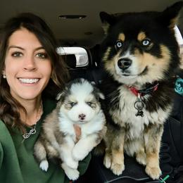 Pomsky Puppies from Schofield Homestead Pomsky's