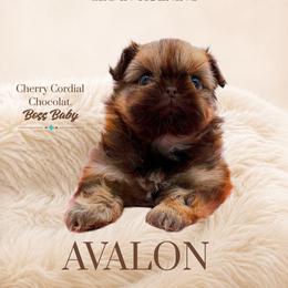 Avalon - Liver female Shih Tzu puppy in Richmond, Texas from Aleka Shih Tzu