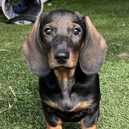 Dachshund puppies from Notori Dobermans