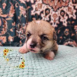 Ketchup DM CLEAR - Red female Pembroke Welsh Corgi puppy in Idaho from Arrowleaf Corgis