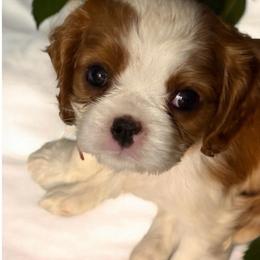 Girl 1 - Blenheim female Cavalier King Charles Spaniel puppy in El Paso, Texas from King Royal Cavaliers