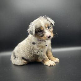Evey - Blue merle female Miniature Australian Shepherd puppy in Liberty, South Carolina from Alexander Canines