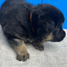 Girl 5-orange - Black and tan female German Shepherd puppy in Sharon Grove, Kentucky from Julie’s Shepherds